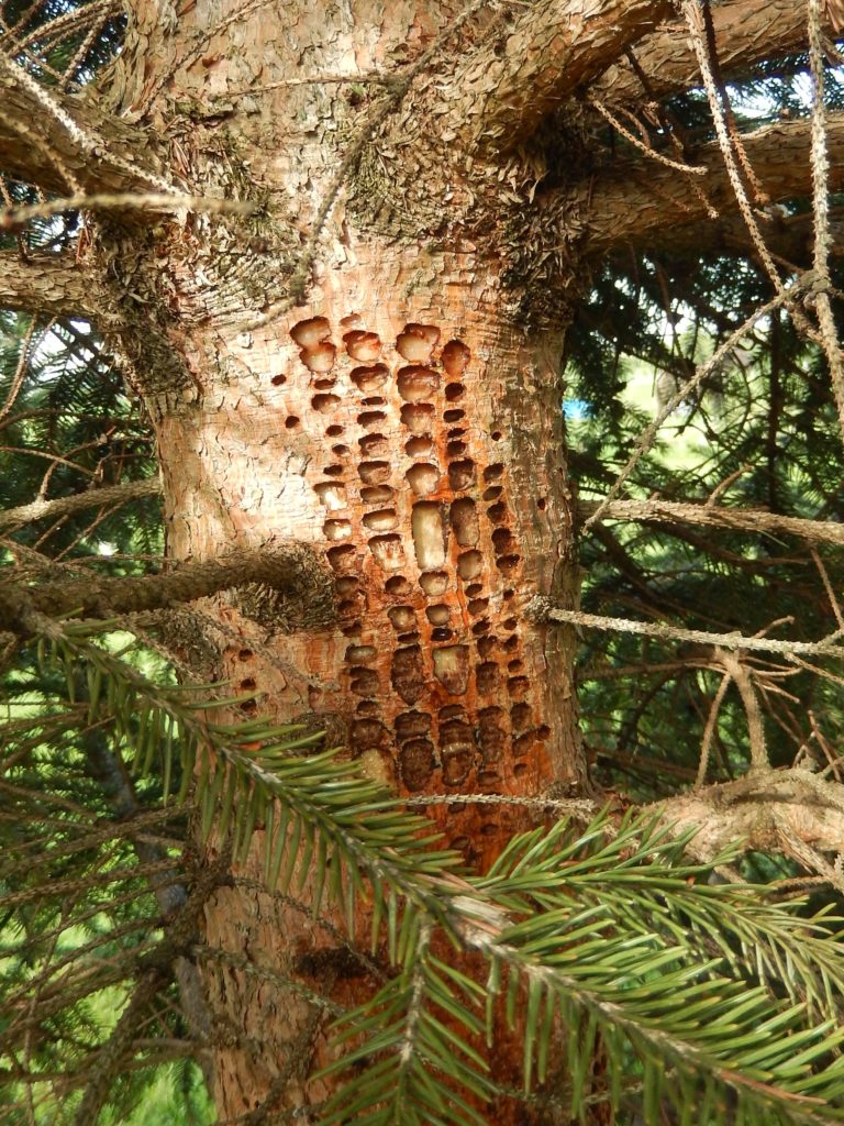 Woodpecker damage is easy to spot during the winter