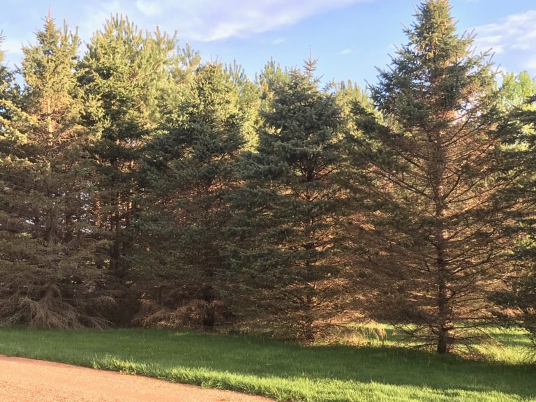 Rhizosphaera needle cast disease on spruce