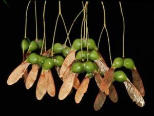 Cluster of maple seeds