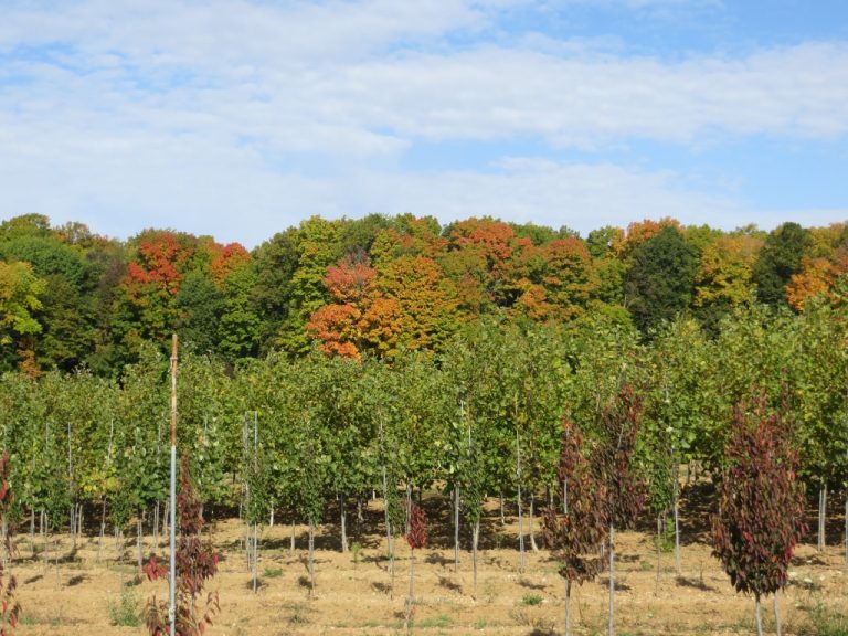 Innovative nurseries increase species selection
