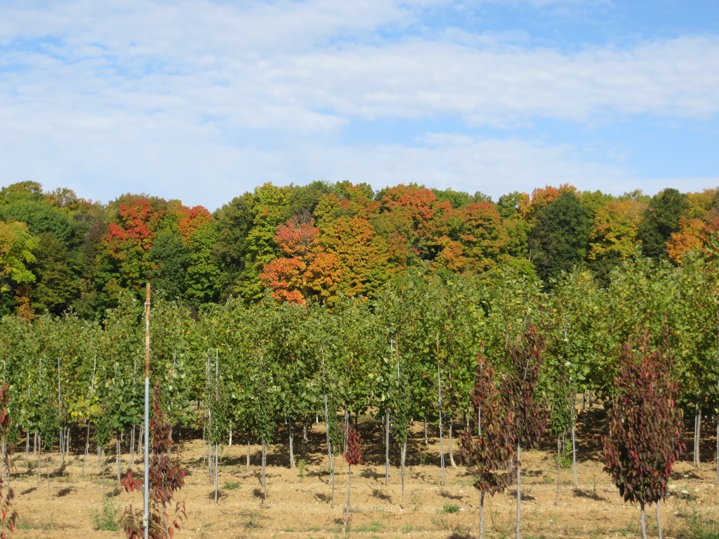 Innovative nurseries increase species selection