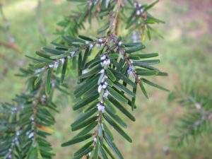 Hemlock woolly adelgid is an exotic aphid-like insect that produces distinctive small balls of white wool at the base of hemlock needles.