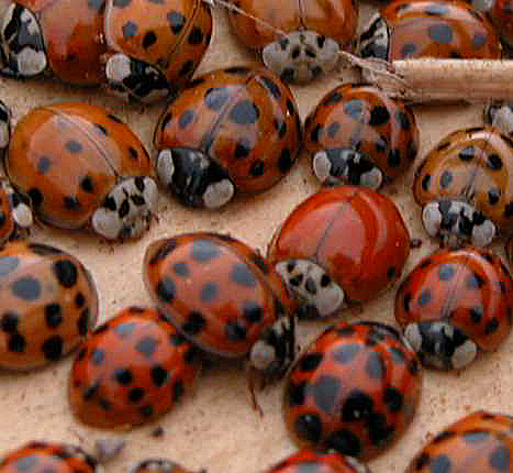 Box elder bugs and lady beetles become active as weather warms.