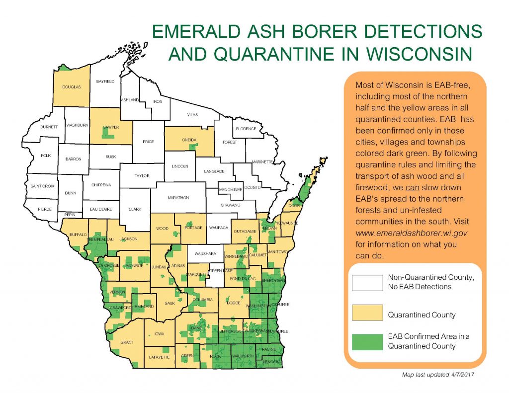EAB quarantine map. Counties shaded in tan are quarantined for EAB, and includes much of the southern half of Wisconsin, as well as other counties. Areas shaded in green are the townships and municipalities where EAB has actually been identified, and shows that not all counties that are quarantined are fully infested.