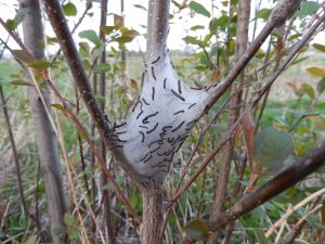 Eastern tent caterpillars hatch from eggs and immediately start to create a web nest. Young caterpillars are shown on a small web nest. 