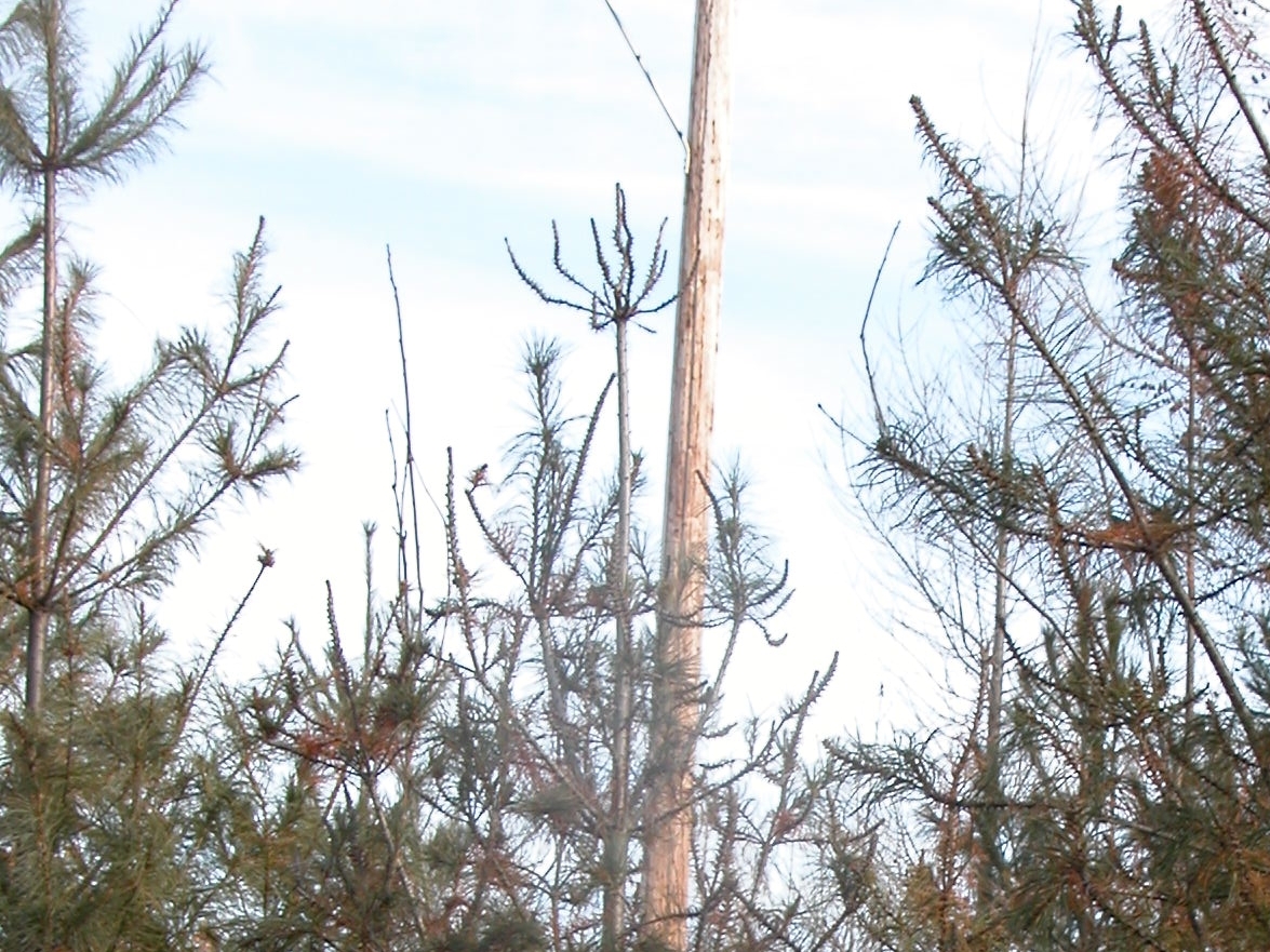 Herbicide damage to trees