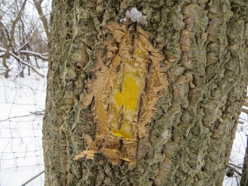 Amur cork tree is an emerging threat to Wisconsin forests.