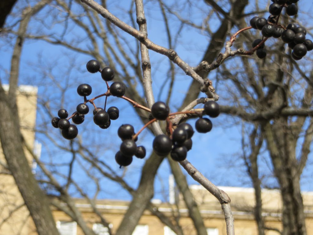 Amur cork tree is an emerging threat to Wisconsin forests.