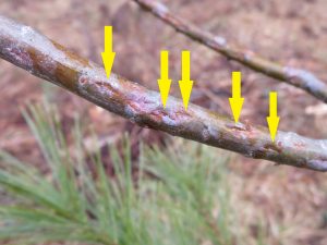 Hail wounds on fine branches of white pine appear as dents with cracks in the bark. Those cracks will dry further as spring progresses and the cracked areas will increase slightly in size.