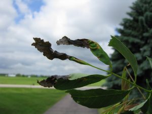 Brown, dead areas of leaf tissue on ash leaves caused by anthracnose.