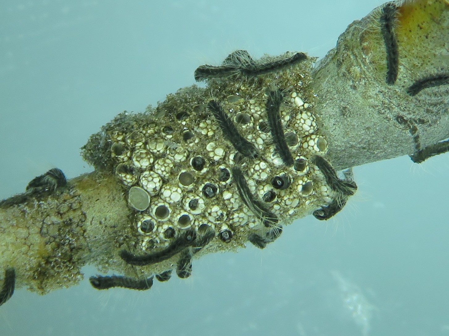 Forest tent caterpillar update
