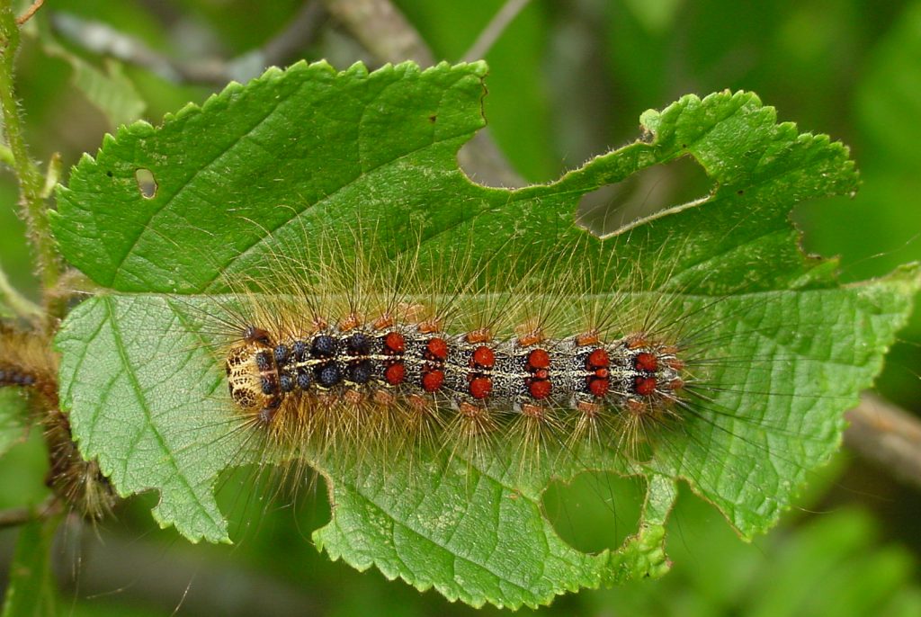 Prepare now – gypsy moth caterpillars return