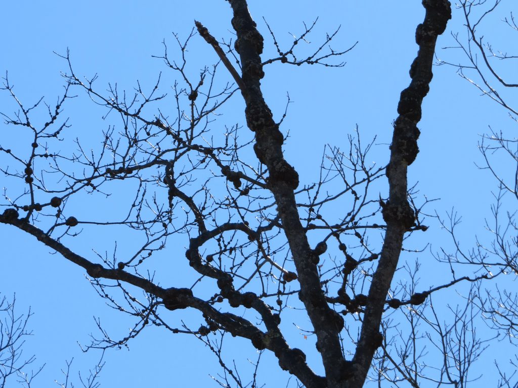 Phomopsis galls on northern red oak