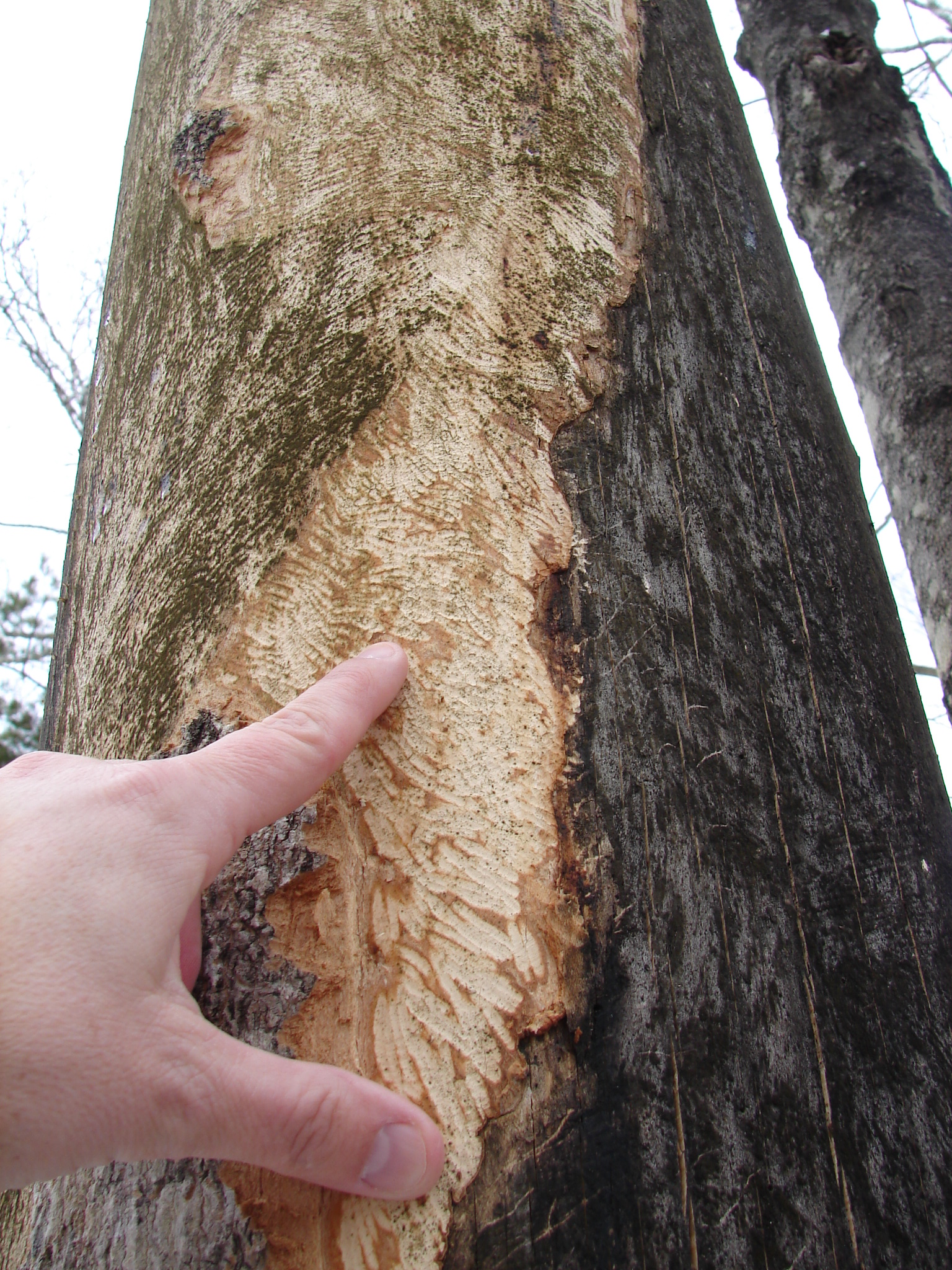 Porcupine and squirrel damage