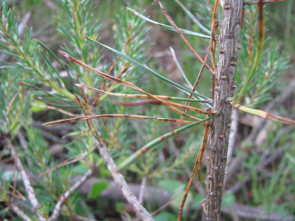 Leaf and needle diseases