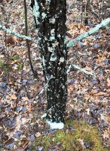 Sudsy foam collecting at base of jack pine caused by stemflow mixing.