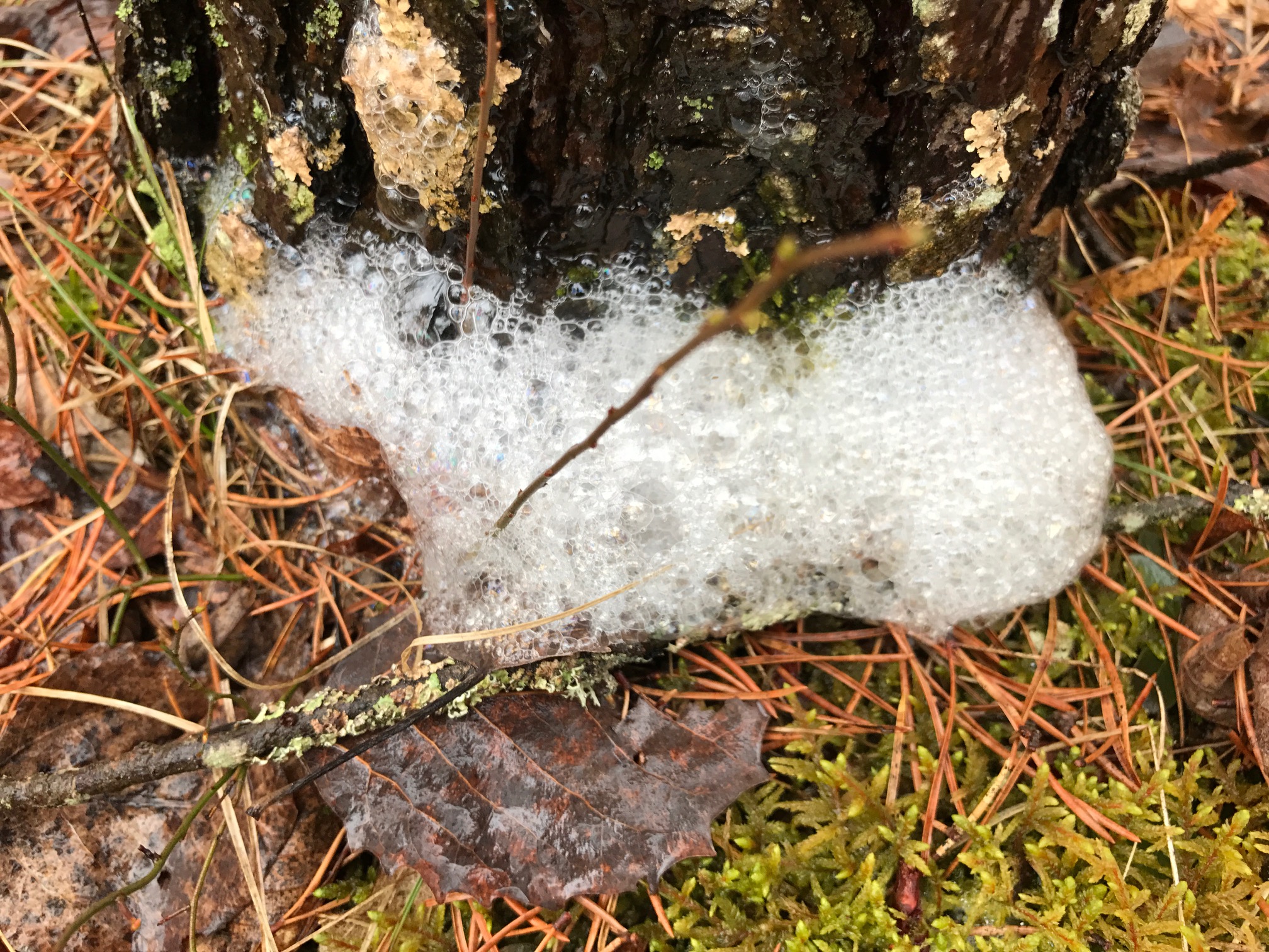 Frothy foam on pine stems could be stemflow mixing or alcoholic flux