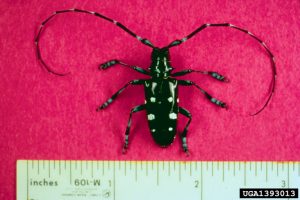 Asian longhorned beetle is a large, glossy black beetle with white spots and white banding on its antennae.