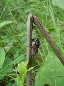 An annual or “Dog Day” cicada. 