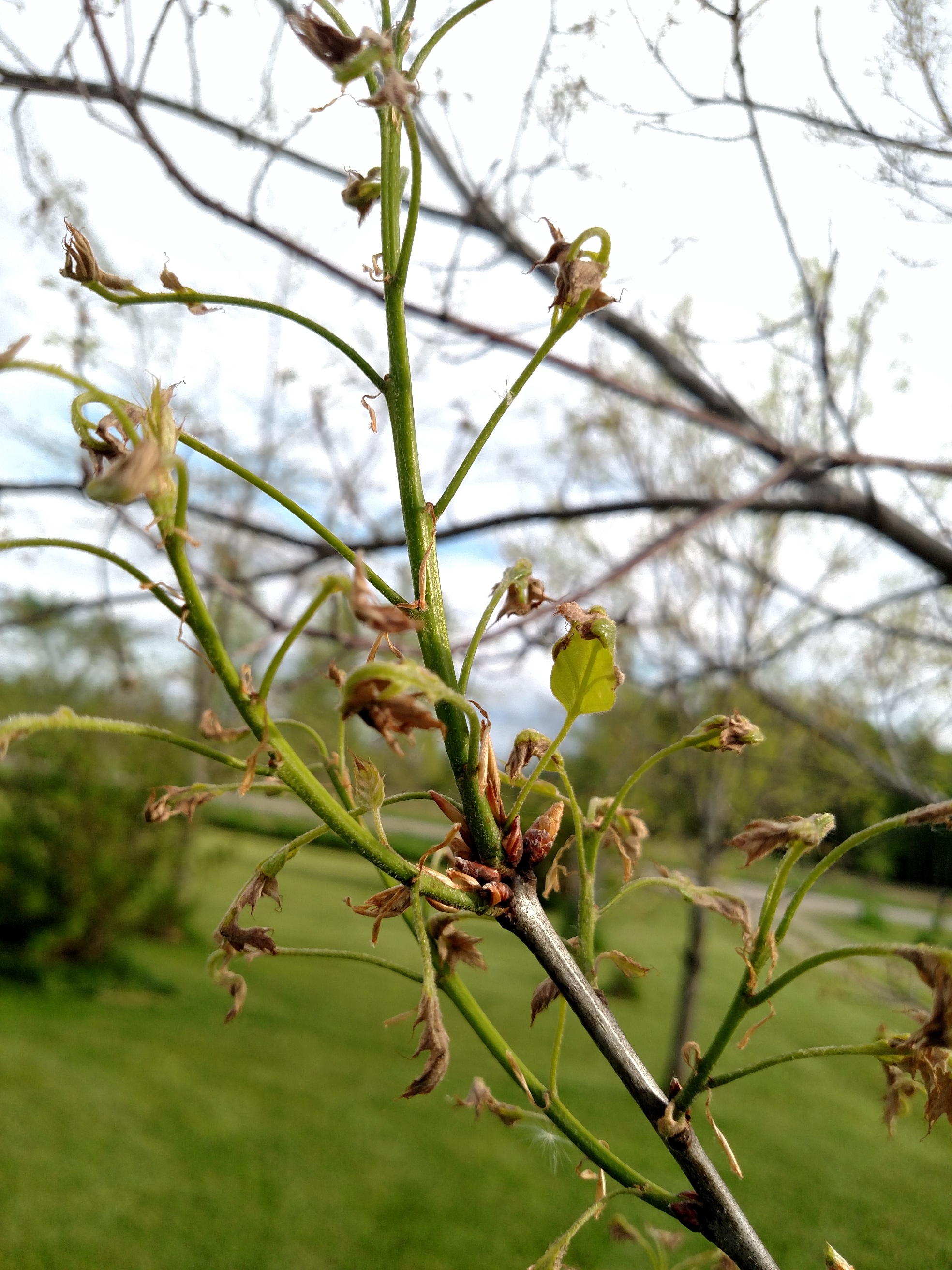 Oak damage from late frost, and ash dropping leaflets