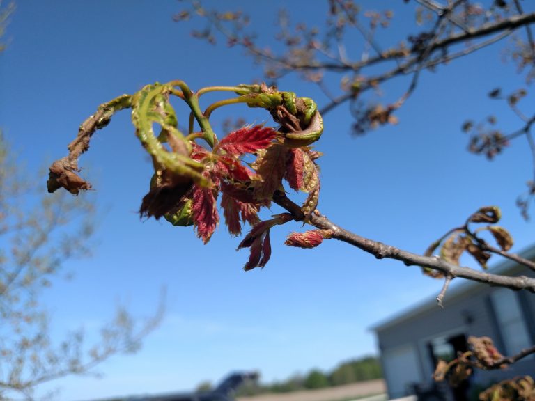 Oak damage from late frost, and ash dropping leaflets