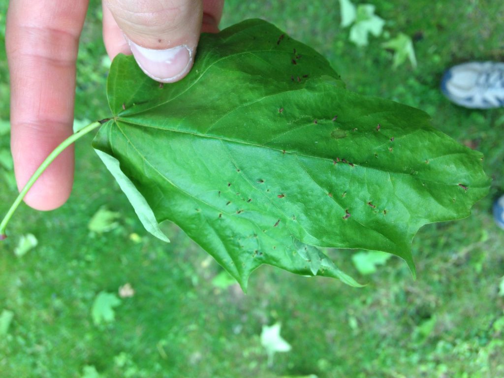 Maple petiole borer causing leaf drop in northwest Wisconsin