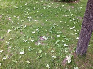 Sugar maple leaf drop caused by maple petiole borer infestation. 