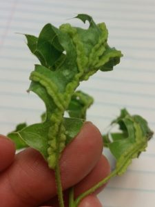 Oak Vein Pocket Gall is characterized by lumpy bumpy veins on the back of oak leaves and is caused by the feeding of tiny gall midge larvae. Photo by Brenda Nordin. 