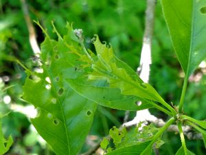 Spiny oak sawfly creates two types of defoliation. Young larvae chew holes in the leaves, and older larvae feed on leaf material between the veins. There are 3 sawflies near the center of this photo.
