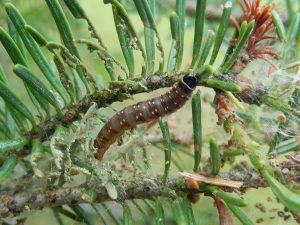 Spruce budworm caterpillar. 