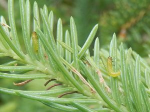 There are 2 young yellowheaded spruce sawfly in this photo. As they get older they develop an orangish head capsule.
