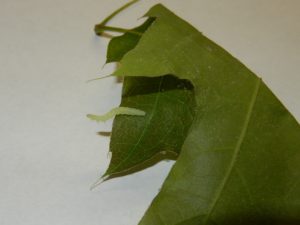 Oak leaf rollers and oak leaf tiers fold over or roll leaves which protect them from predators. 