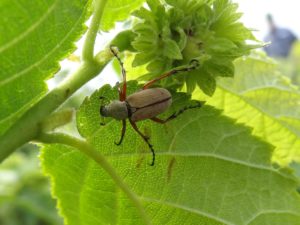Rose chafers are beetles that can defoliate many plant species. They have fairly long legs, and are a dusty mustard color. 