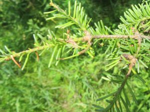 Spruce budworm defoliation is not as noticeable this year, although it is still present as you can see here with many needles missing.