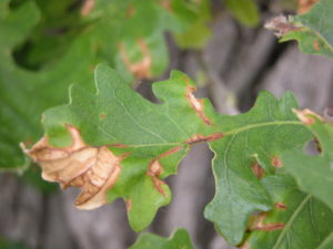 Anthracnose causes irregular dead blotches on the leaf.