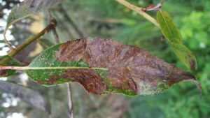 A willow leaf is brown where willow flea weevil larvae have been feeding inside the leaves.