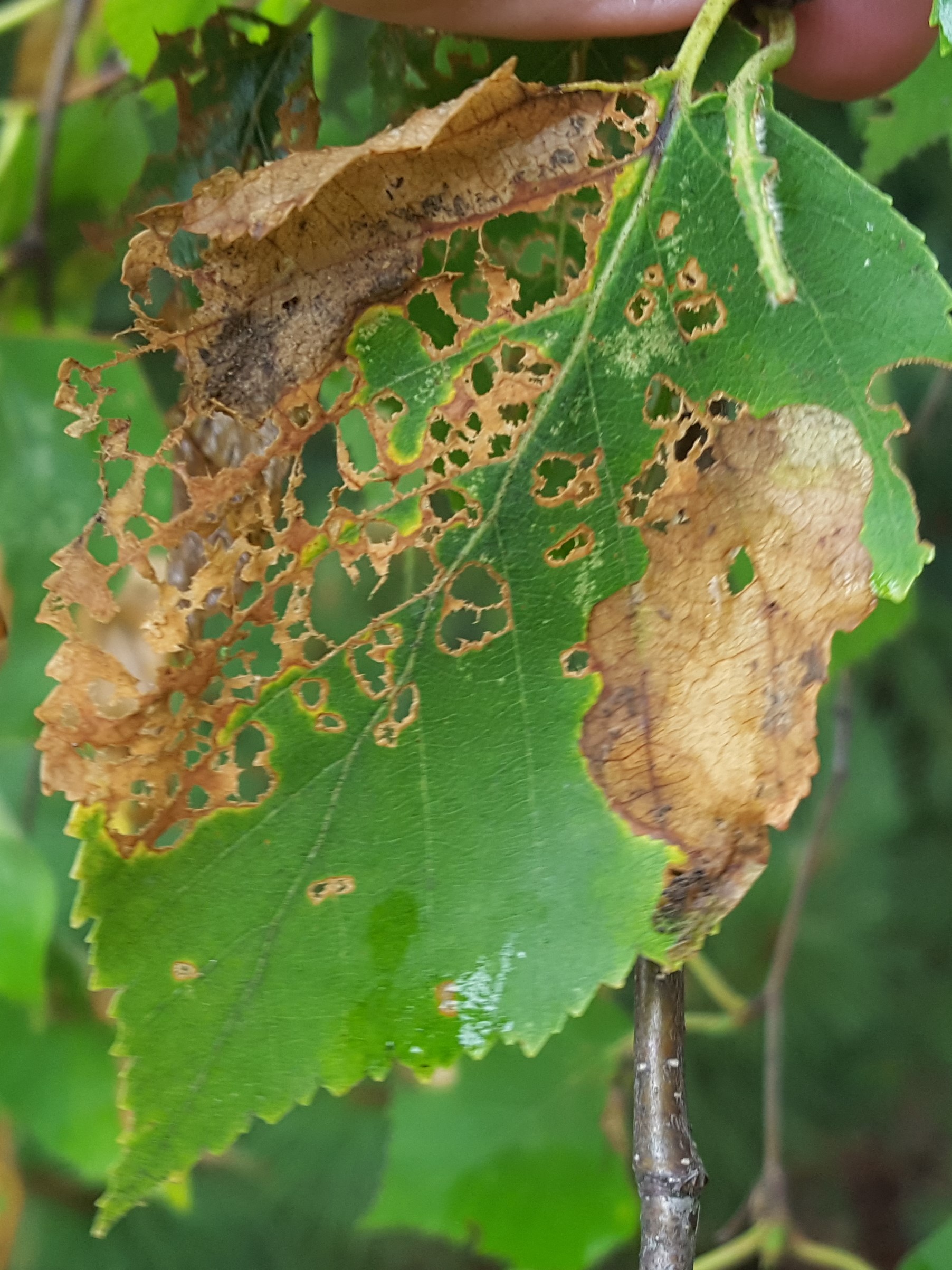 what-is-causing-hardwood-species-to-appear-off-color