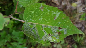 The winding galleries of aspen leafminer make the tree appear grey from a distance.