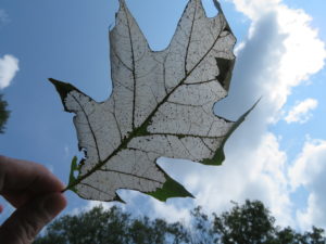 Defoliation by oak skeletonizer will leave a layer of cells, which appear like parchment paper if you hold the leaf up to the light.