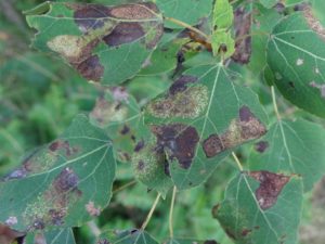 Browning areas on this aspen leaf are caused by aspen blotch miner.