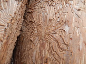 Dutch elm disease is spread by elm bark beetles, which create artistic galleries under the bark of the tree. 
