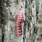 Pink form of the elm sawfly larvae crawls on the bark of a tree. Photo by Ricky Keller.