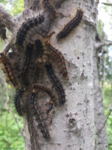 Gypsy moth caterpillars seeking daytime protection from predators and sunlight on an aspen in the understory. 