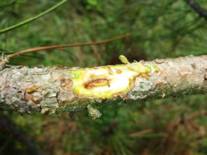 Bleeding canker caused by Diplodia at the site of a hail wound on red pine branch. 