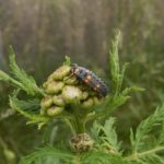Ladybug larvae come in many shapes, sizes, and colors.