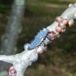 Ladybug larvae come in many shapes, sizes, and colors.