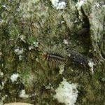 Ladybug larvae come in many shapes, sizes, and colors.