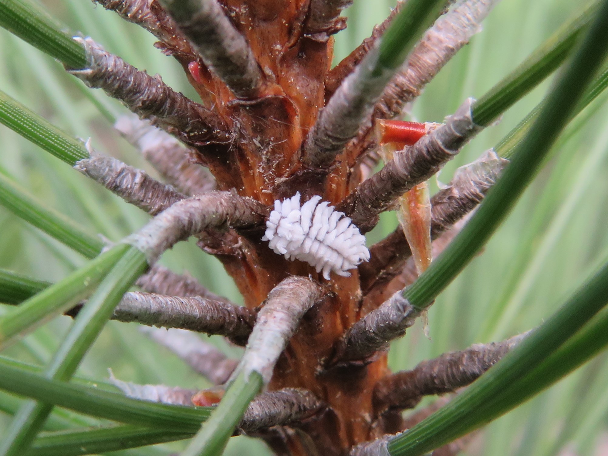 ladybug-larvae-don-t-look-much-like-ladybugs