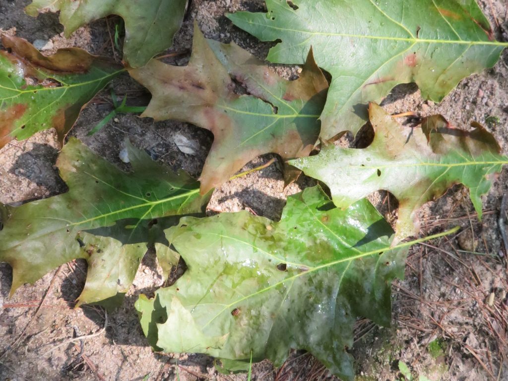 Oak wilt vs. leaf diseases Can you tell the difference?
