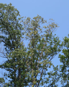 Oak wilt leaves often drop from the top of the tree first.